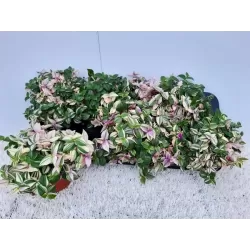 Tradeskantė - Tradescantia fluminensis QUADRICOLOR