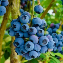 Aukštoji šilauogė (ankstyva - vid. vėl.) - Vaccinium corymbosum REKA