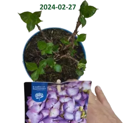 Hydrangea macrophylla ENDLESS SUMMER® BLUE BLOOMSTAR®