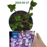 Hydrangea macrophylla ENDLESS SUMMER® BLUE BLOOMSTAR®
