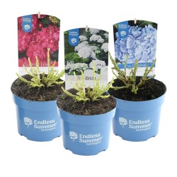 Darželinė hortenzija - Hydrangea macrophylla ENDLESS SUMMER® MIX