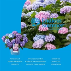 Hydrangea macrophylla ENDLESS SUMMER® MIX