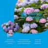 Hydrangea macrophylla ENDLESS SUMMER® MIX