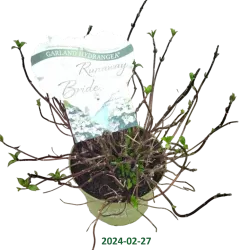 Darželinė hortenzija - Hydrangea macrophylla RUNAWAY BRIDE®