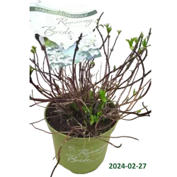 Hydrangea macrophylla RUNAWAY BRIDE®