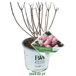 Šluotelinė hortenzija - Hydrangea paniculata Quick Fire Fab ®