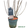 Hydrangea paniculata Living SUMMER LOVE