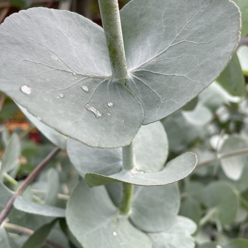 Pilkasis eukaliptas - Eucalyptus cinerea