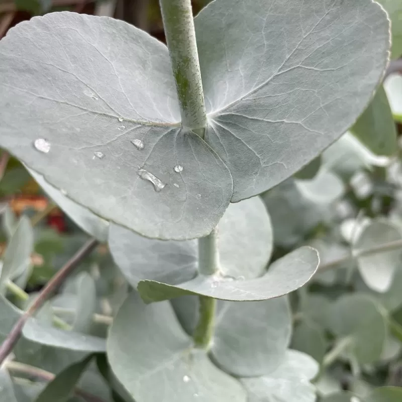 Pilkasis eukaliptas - Eucalyptus cinerea Pilkasis eukaliptas - Eucalyptus cinerea