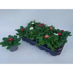 Daugiametė saulutė - Bellis perennis RUSHER MIX