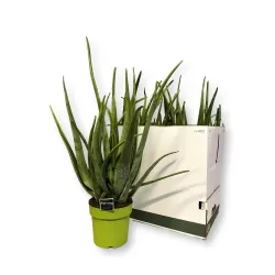 Tikrasis alavijas - Aloe vera (A. barbadensis Miller)