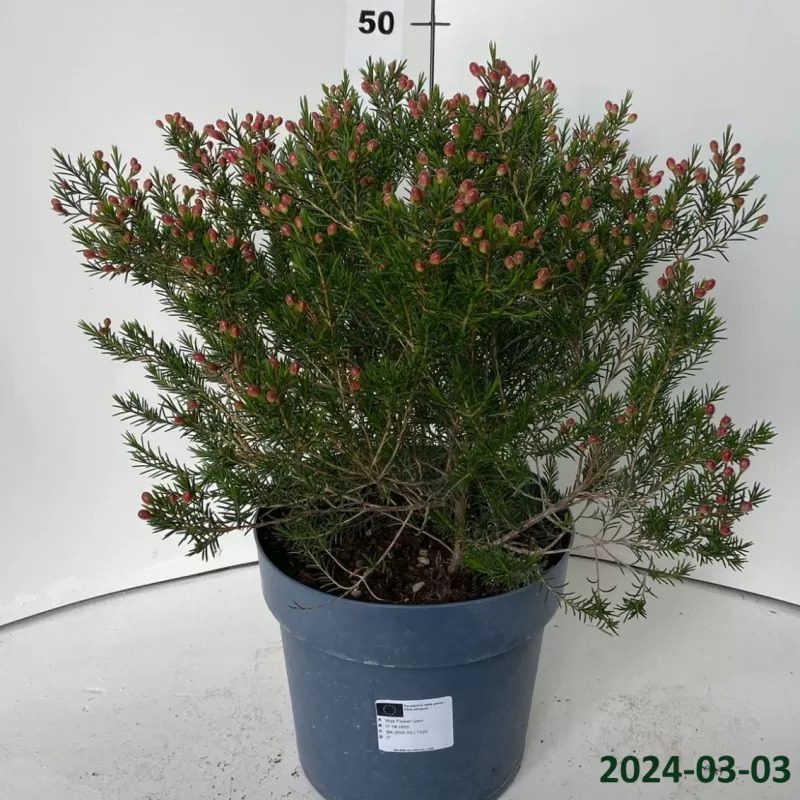 Chamelaucium uncinatum