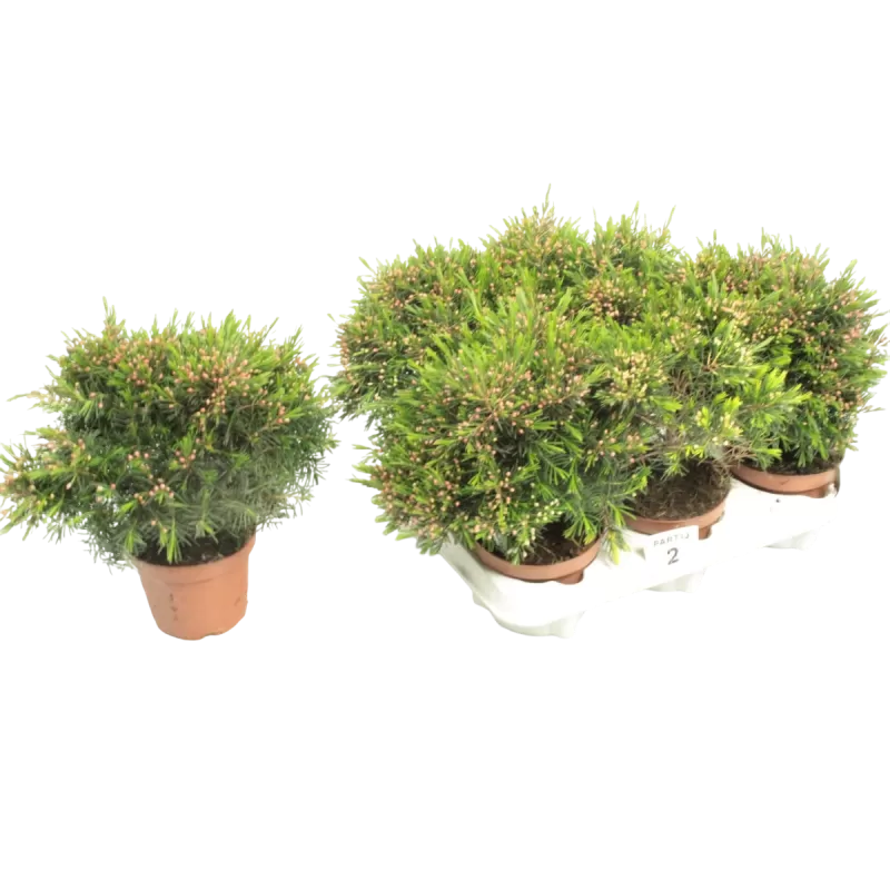 Vaškagėlė - Chamelaucium uncinatum SNOW FLAKE