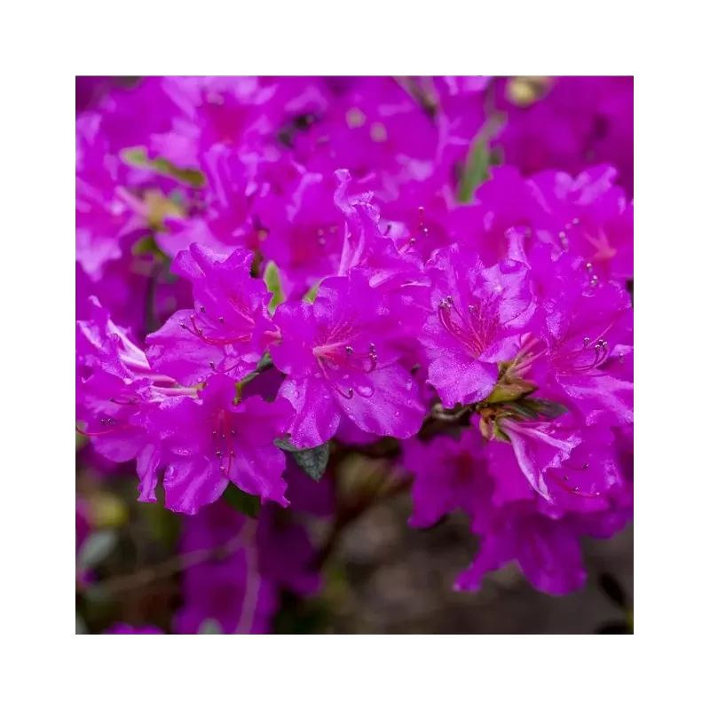 Bukalapis rododendras - Rhododendron obtusa KONIGSTEIN