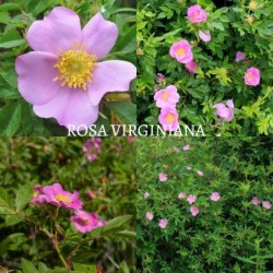 Karolinė rožė (erškėtis) - Rosa virginiana carolina 2METAI...