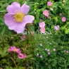 Karolinė rožė (erškėtis) - Rosa virginiana carolina 2METAI (sėjinukas) 1/1 50-80CM