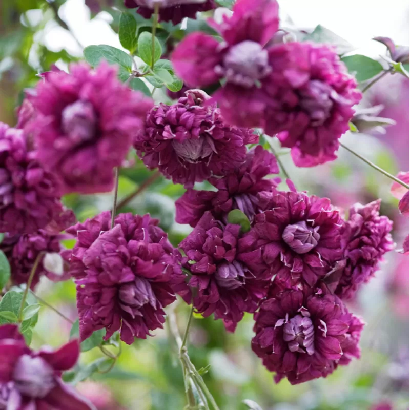 Mėlynžiedė raganė - Clematis viticella PURPUREA PLENA ELEGANS