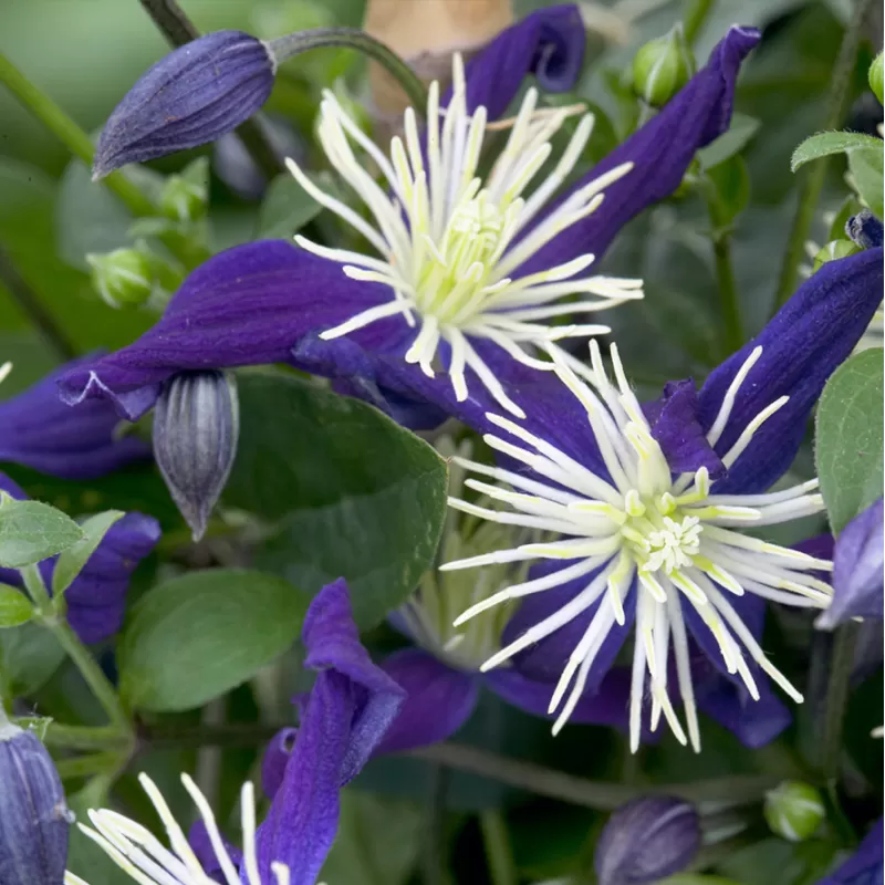 Clematis AROMATICA