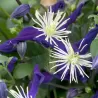 Clematis AROMATICA
