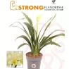 Clivia miniata CITRINA YELLOW STAR