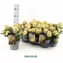 Japoninė skimija - Skimmia japonica ILLUSION