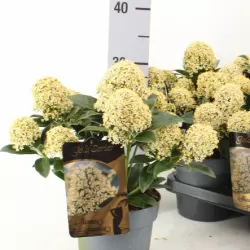 Japoninė skimija - Skimmia japonica ILLUSION