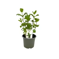 Mentha spicata