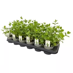 Šaltmėtė - Mentha spicata