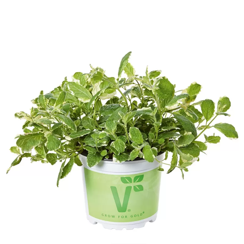 Ananasinė mėta (margalapė) - Mentha suaveolens Pineapple variegated