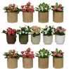 Euphorbia milii RHEIA
