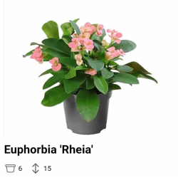 Karpažolė - Euphorbia milii RHEIA