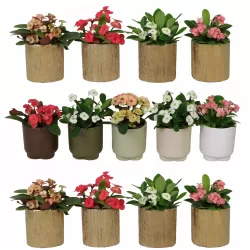 Euphorbia milii HERA