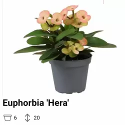 Karpažolė - Euphorbia milii HERA