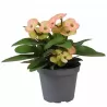 Euphorbia milii HERA