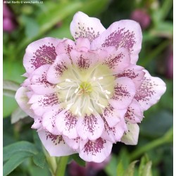 Eleboras - Helleborus Double Ellen PINK SPOTTED ®