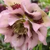 Helleborus Double Ellen® SPOTTED