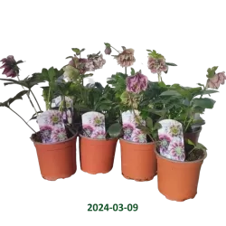 Helleborus Double Ellen® Spotted