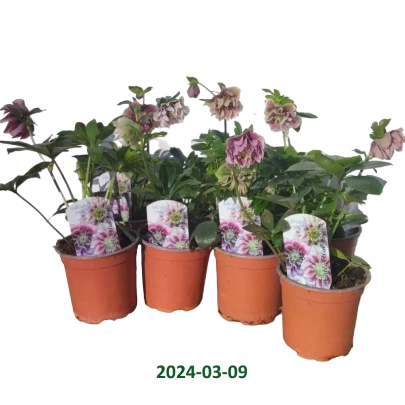Eleboras - Helleborus Double Ellen Spotted