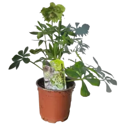 Helleborus Double Ellen® GREEN