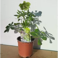 Eleboras - Helleborus Double Ellen GREEN ®