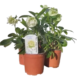 Eleboras - Helleborus Double Ellen WHITE ®