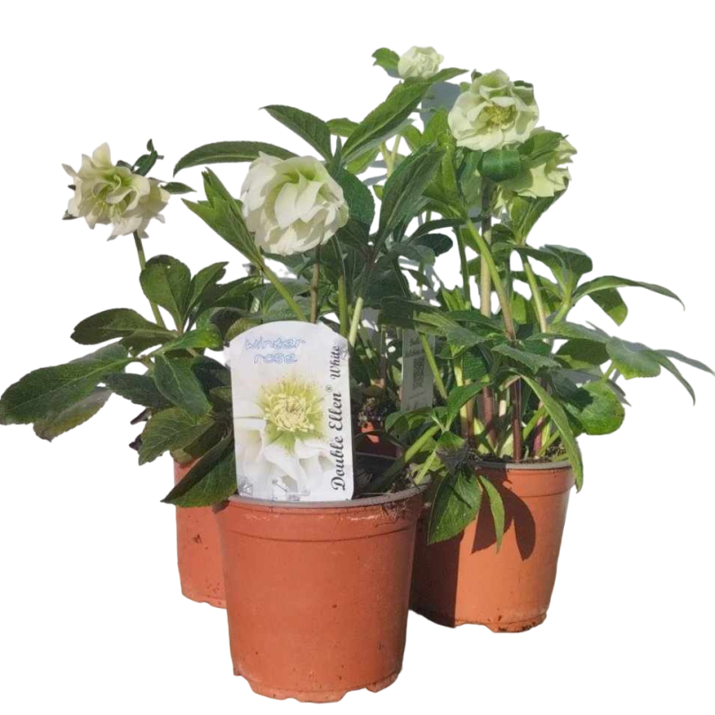 Eleboras - Helleborus Double Ellen WHITE ®