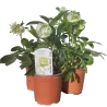 Eleboras - Helleborus Double Ellen WHITE ®