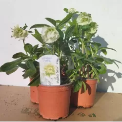 Eleboras - Helleborus Double Ellen WHITE ®