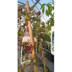 egzotiniai augalai, egzotiniai vaismedziai, reti augalai