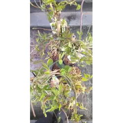 egzotiniai augalai, egzotiniai vaismedziai, reti augalai