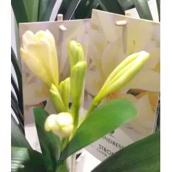 Clivia miniata CITRINA YELLOW STAR