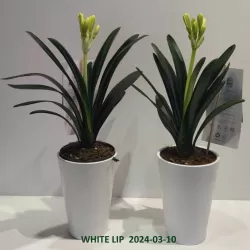 Klivija dvispalvė - Clivia miniata WHITE LIPS