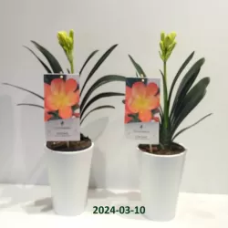 Klivija dvispalvė - Clivia miniata WHITE LIPS