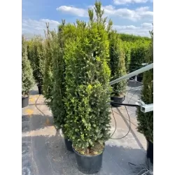 Taxus media RISING STAR ®